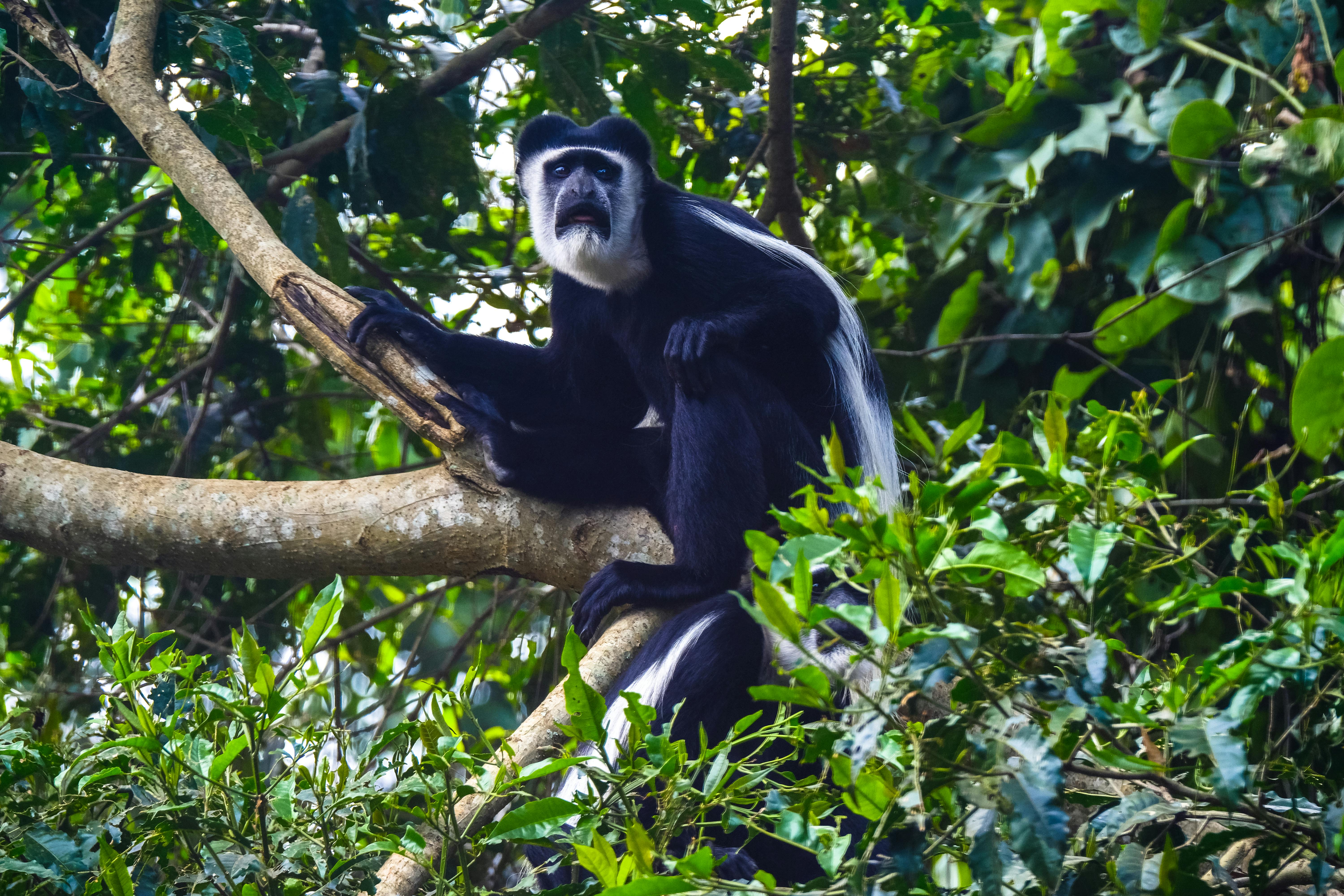 Colobus Monkey