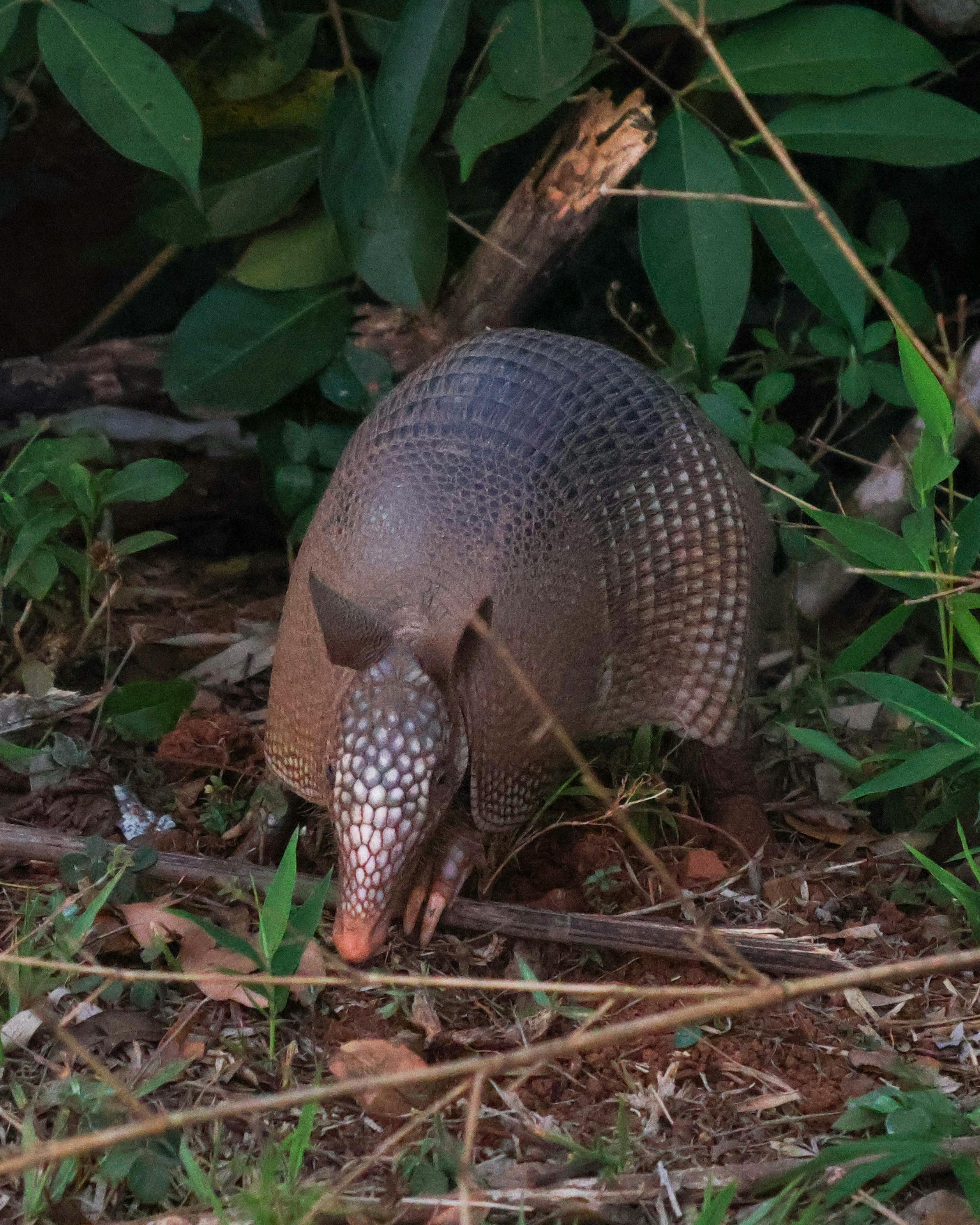 Pangolin