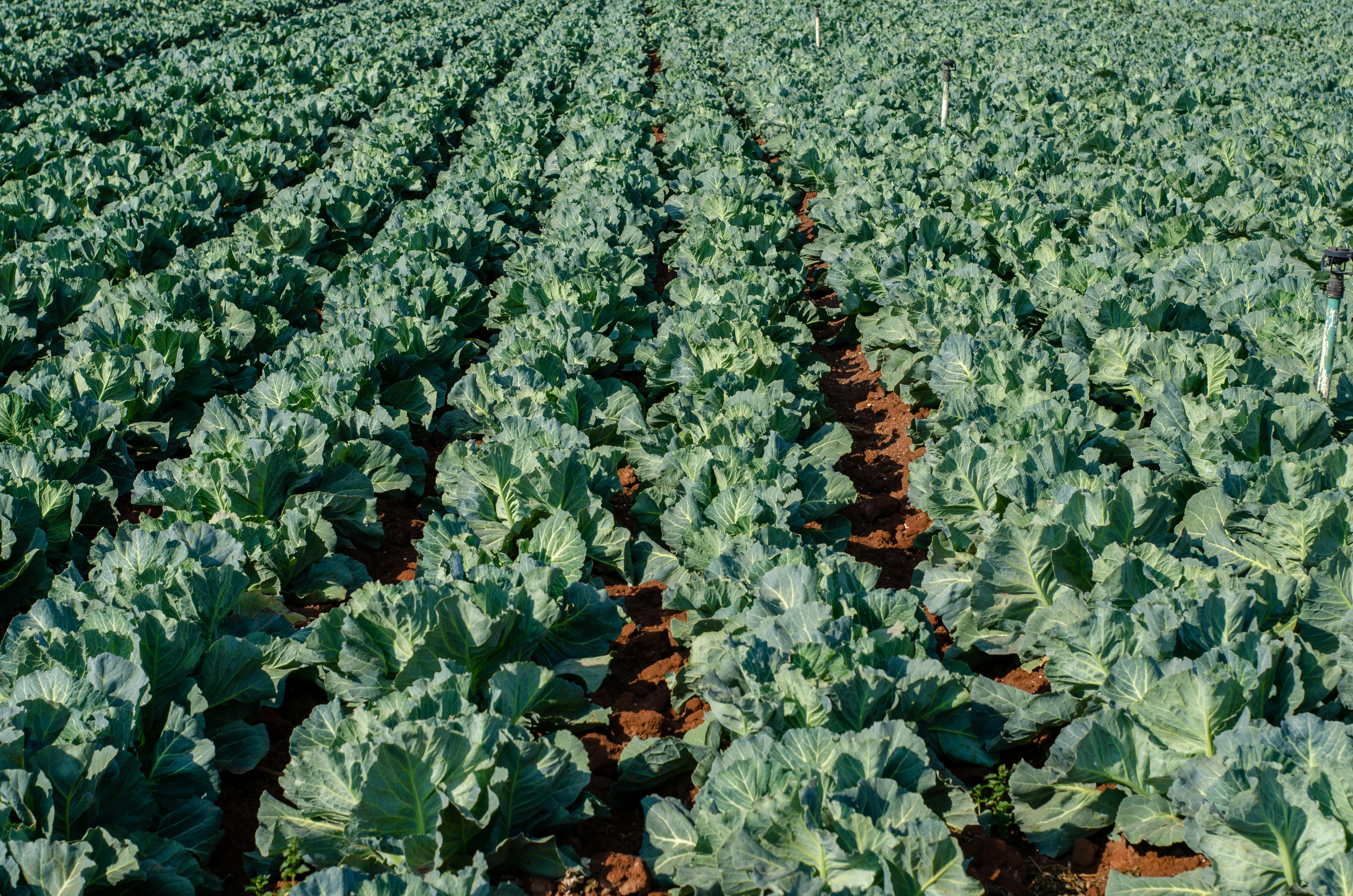 Vegetable Farming