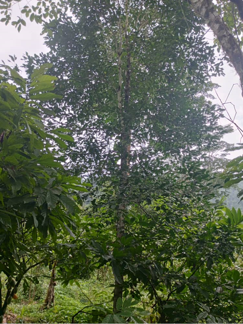 Biodiversity Conservation - Forest and Wildlife
