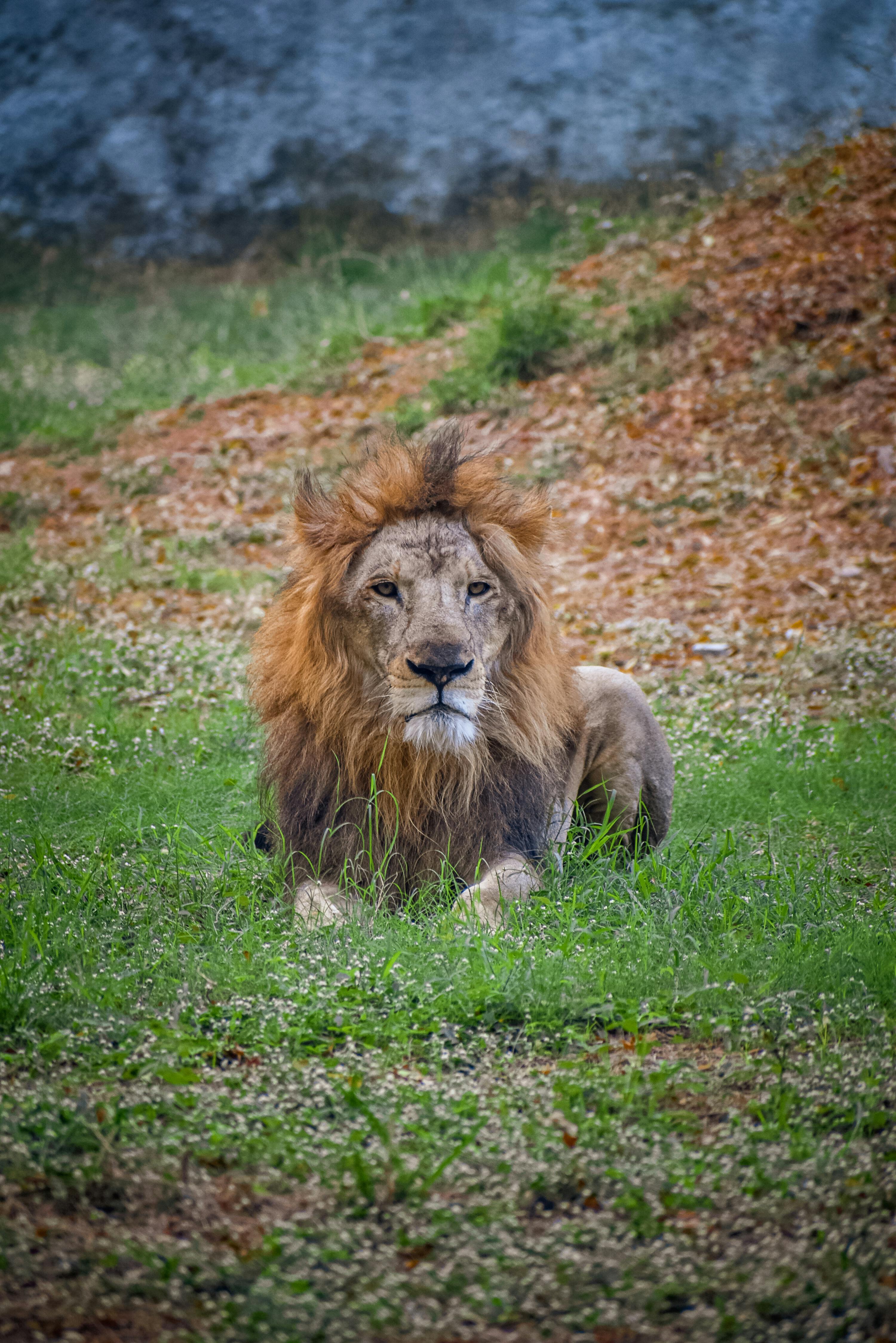 Lion