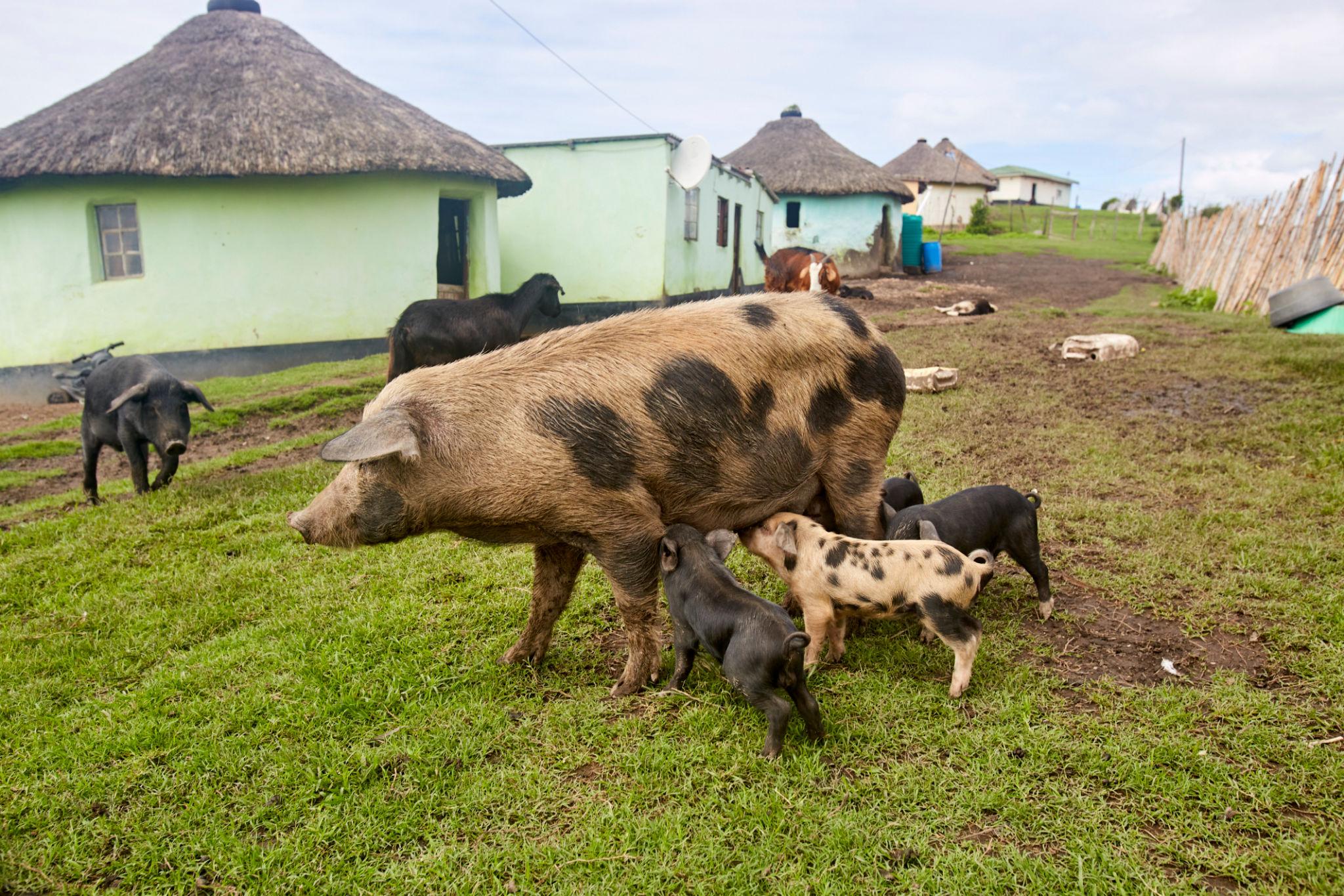 Pig Farming