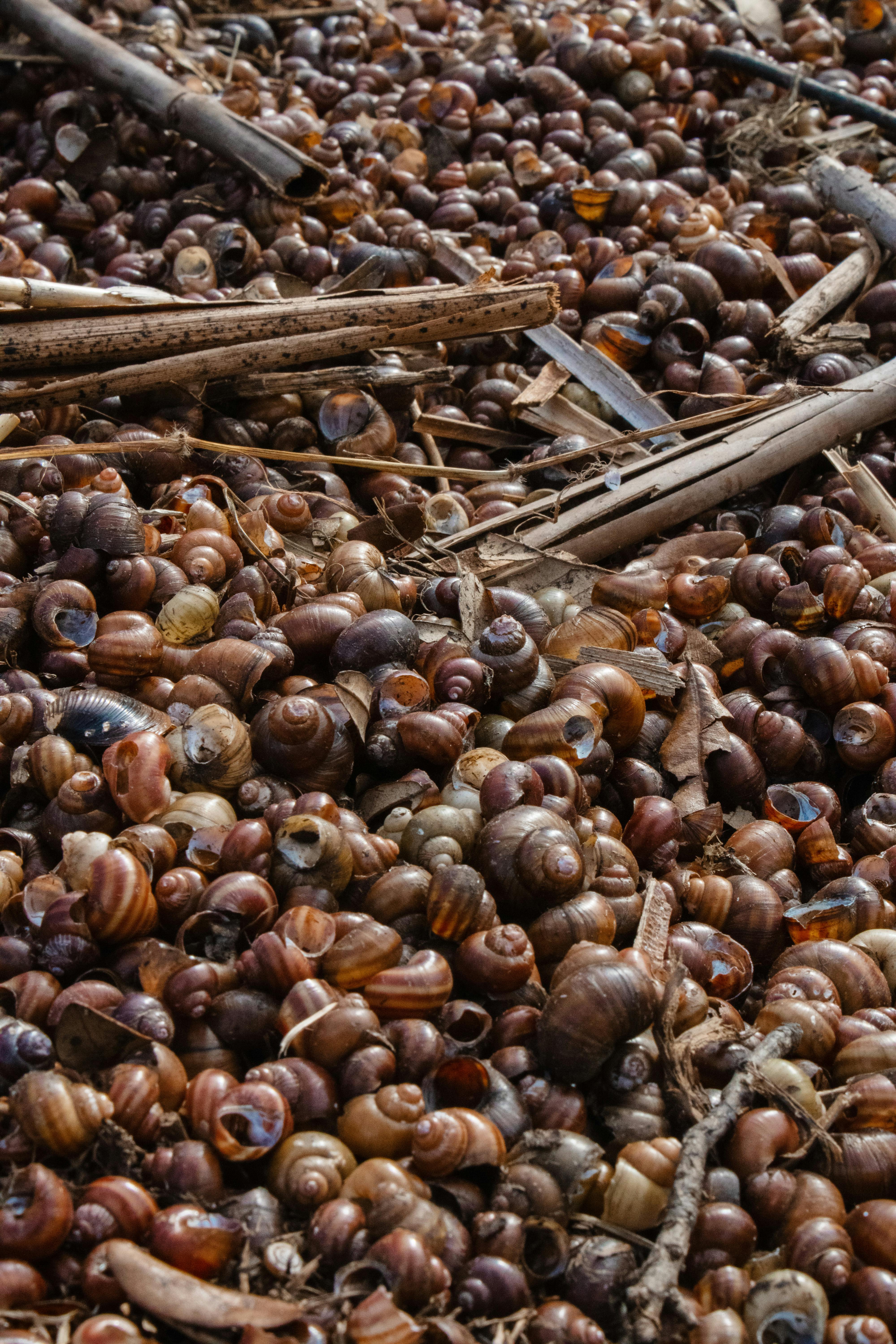 Snail Farming