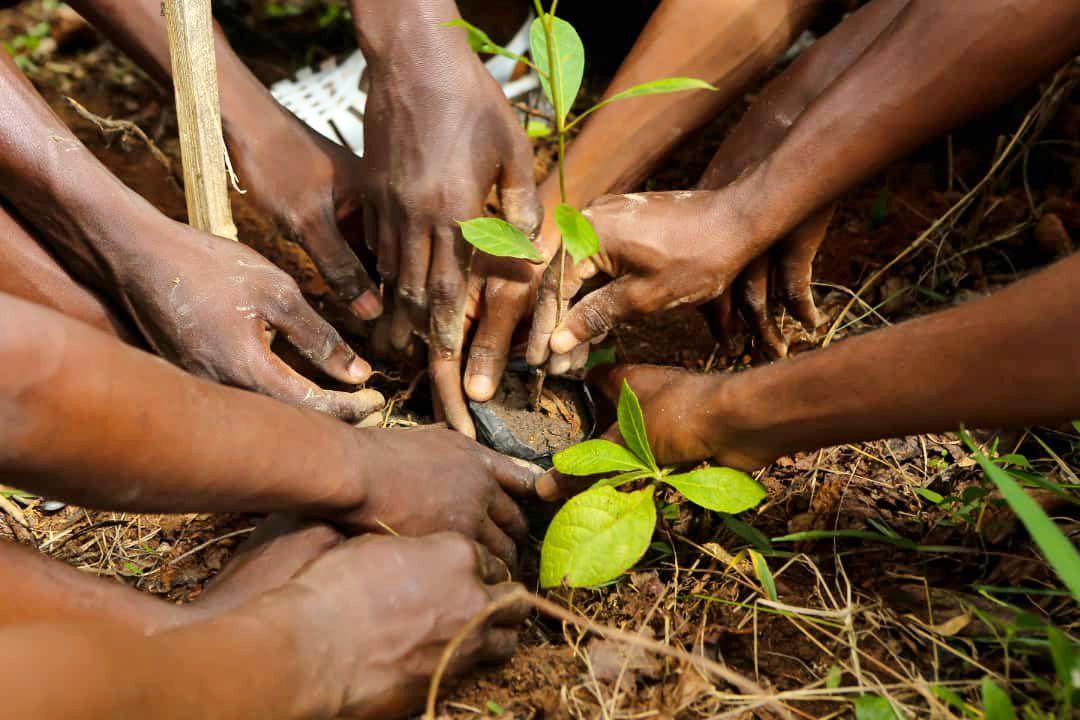 Tree Planting